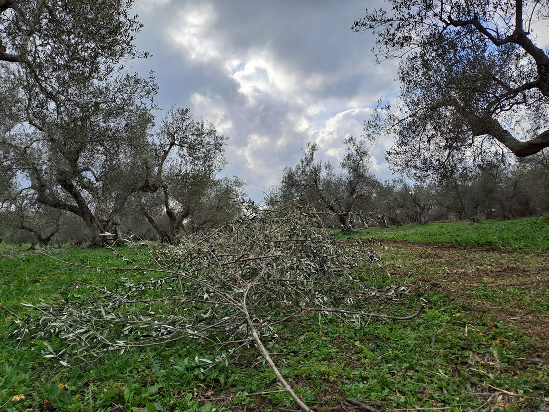 Propoli e rogna dell’olivo: quale rapporto?