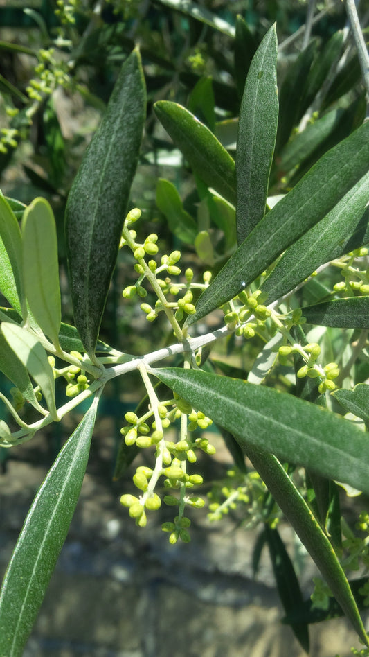 Verso la fioritura: conclusione della potatura e pratiche agronomiche primaverili