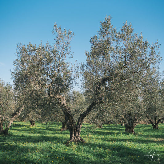 Come potiamo i nostri olivi: vaso policonico, propoli e pratiche sostenibili